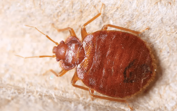 Are The Bed Bugs In Augusta Something To Worry About? | Bug Busterzzz